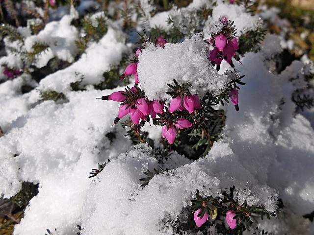 С 1-2 января температура воздуха повысится на 3-5 градусов, за исключением Араратской долины и Еревана