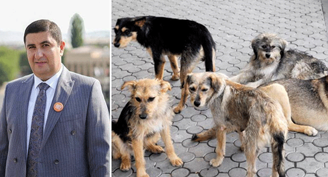 «Мы знаем своих собак в лицо, эти не наши», — сенсационная жалоба мэра Гюмри