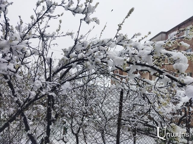 Цветущие деревья в Тавуше оказались под толстым слоем снега (фото)