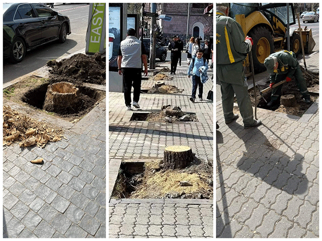 По всему городу начнут одно за другим вырубать деревья, и этот «мусор» посадят в Ереване, потому что в этой сделке крутятся большие деньги. Эколог