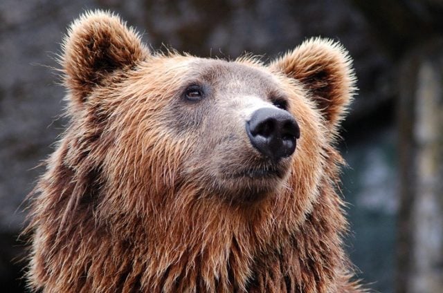 Медведь — в мараликских полях (видео)