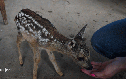 «Позаботьтесь о нашем олененке». Найденный в Капанском лесничестве олень отправлен ​​в Ереванский зоопарк (фото, видео)