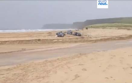 Массовая гибель гринд на берегу в Шотландии. Euronews