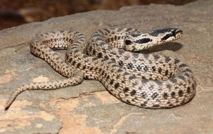 Получено 18 звонков о змеях, замеченных в разных районах страны