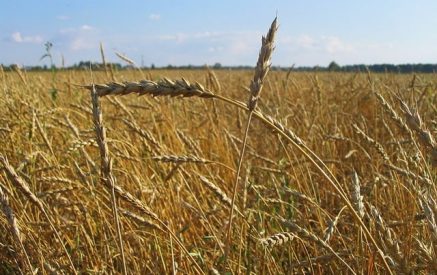 Информация о том, что в Арцахе не будет хлеба, не соответствует действительности. Из-за высокого содержания влаги в пшенице процесс производства муки идет медленно