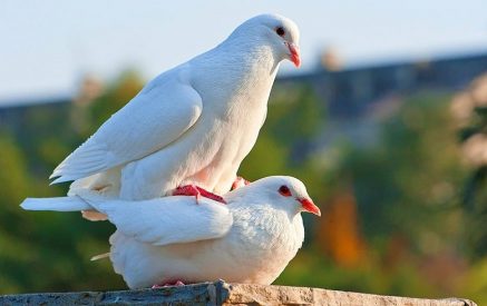 В Гюмри украли голубей управляющего банком