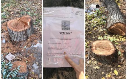Заруи Постанджян сообщила правоохранителям, что парке Мергеляна сотрудники НКО ударили ее, ругались и вырубили зеленые деревья