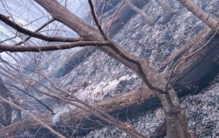 Пожар в Дилижанском национальном парке потушен. Продолжаются постпожарные работы