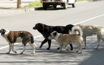 Бродячая собака напала на сотрудницу муниципалитета Эчмиадзина, 73-летнюю женщину доставили в больницу. Shamshyan.com