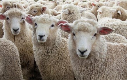 Азербайджанцы вернули овец, похищенных с пастбища населенного пункта Аравус. Panorama.am