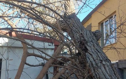 В административных районах Кентрон, Арабкир и Нор Норк Еревана ветер повалил деревья