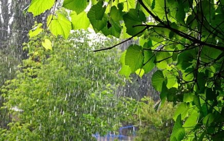 Солнце и тепло очень приятны, но нам нужна вода. Гагик Суренян