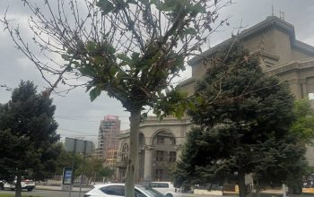 Декоративный обман: чем на самом деле озеленяют Ереван