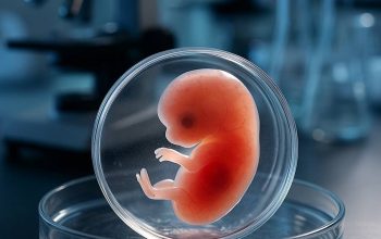 Эмбрион без родителей: учёные меняют границы жизни