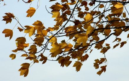 Прогноз погоды на ближайшие 5 дней