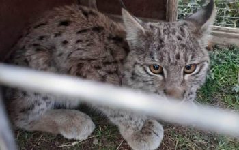 Обнаруженный в Баграване истощённый детёныш рыси был перевезён в Ереванский зоопарк