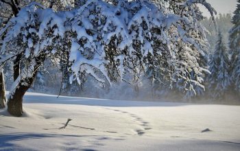 Прогноз погоды на следующие 5 дней